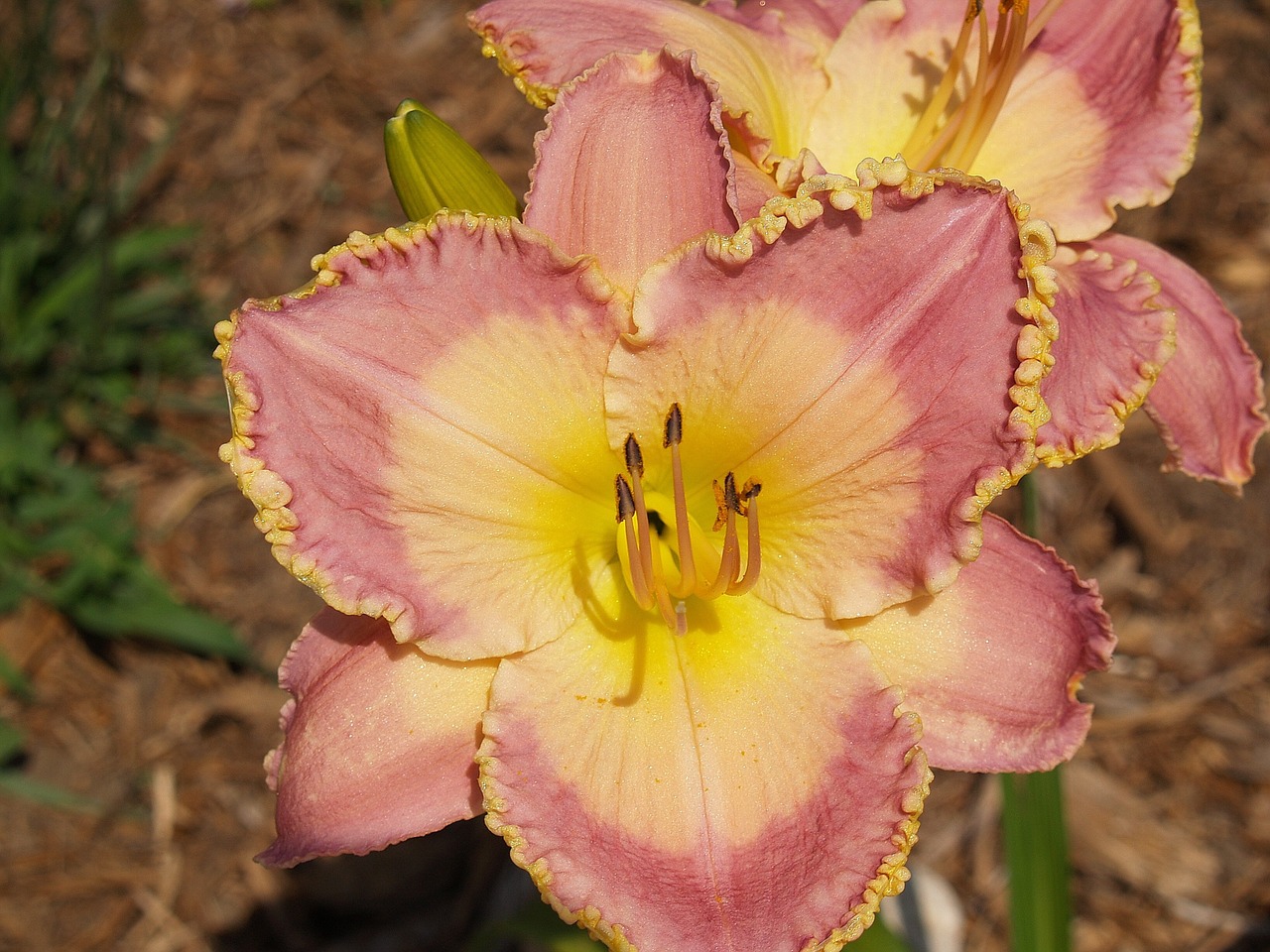 flower daylily pink free photo