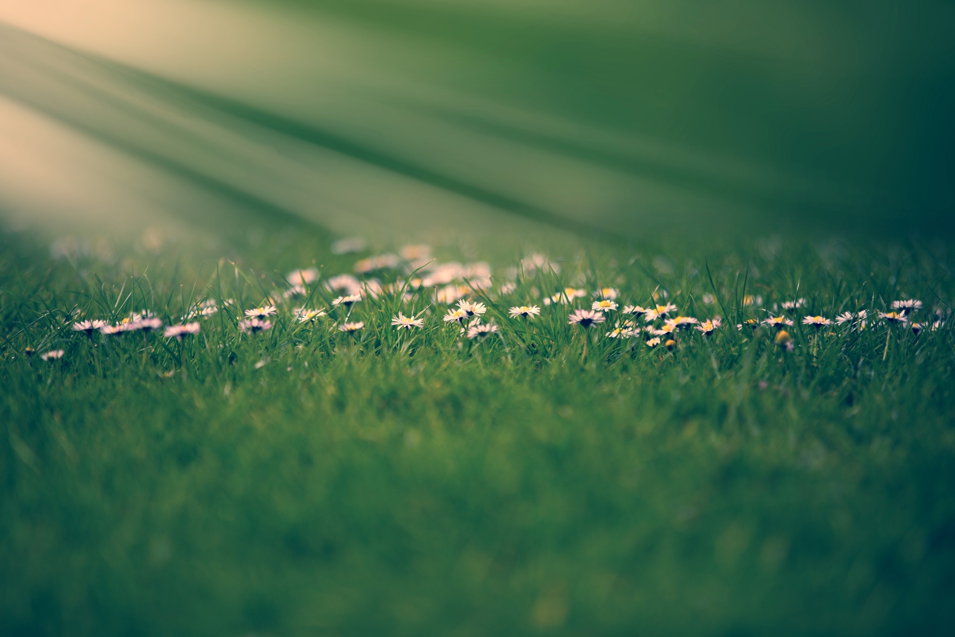 flower flowers meadow free photo