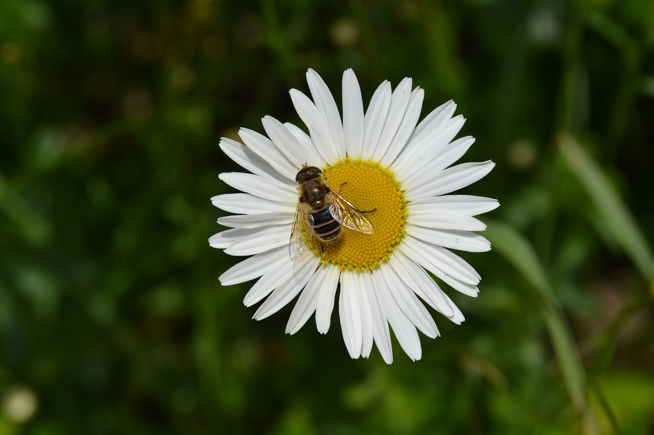 flower flowers nature free photo