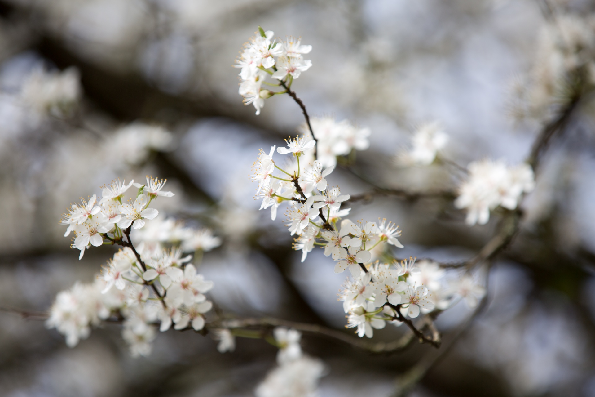 spring flowers background free photo