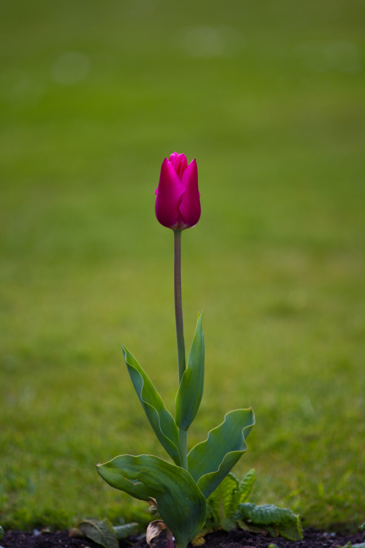 bloom blooming blossom free photo