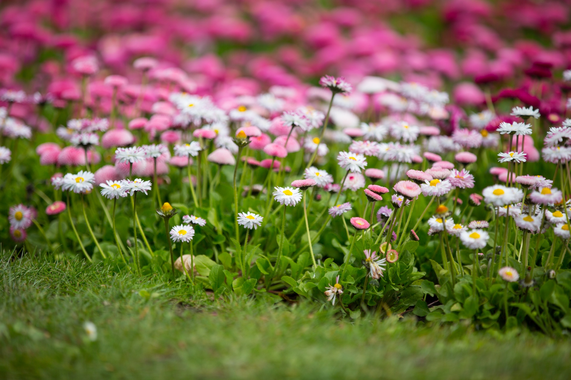 flower flowers natural free photo