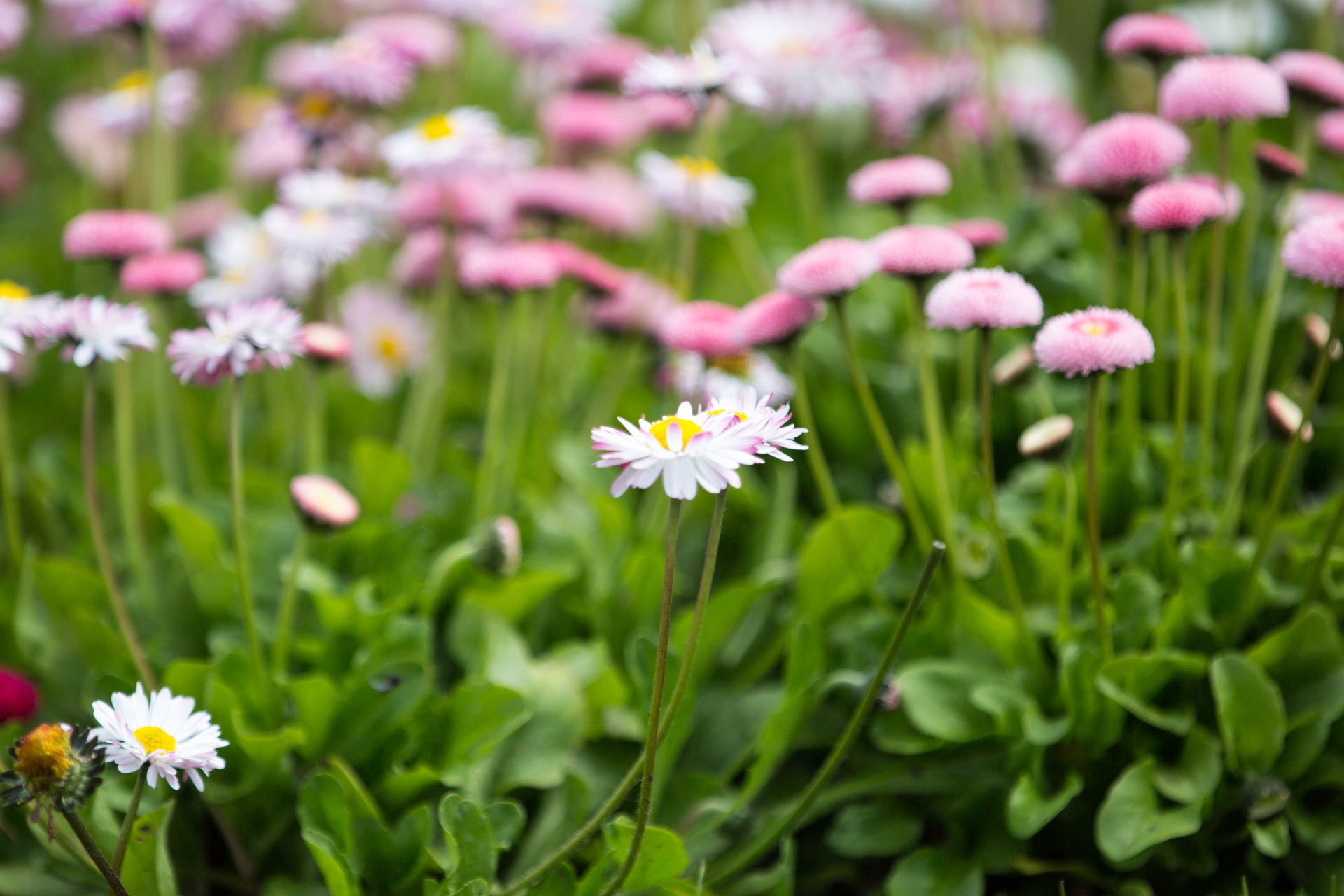 flower flowers natural free photo