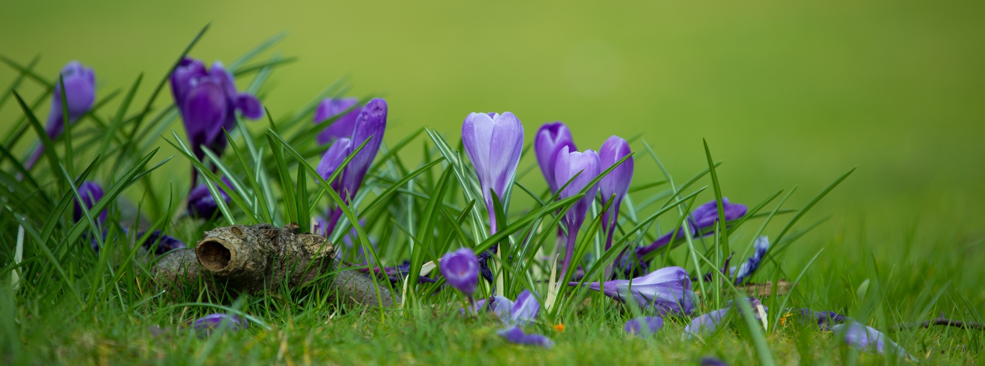 flower flowers love free photo