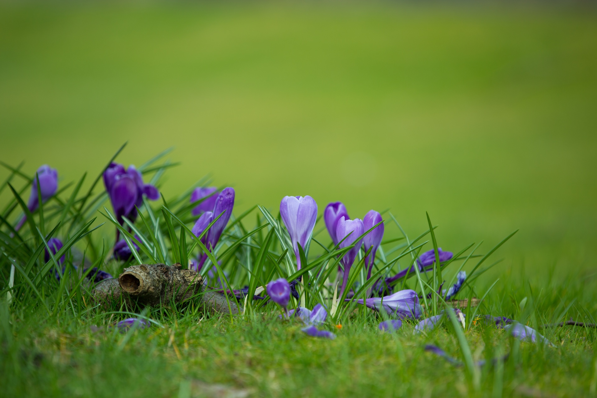 flower flowers love free photo