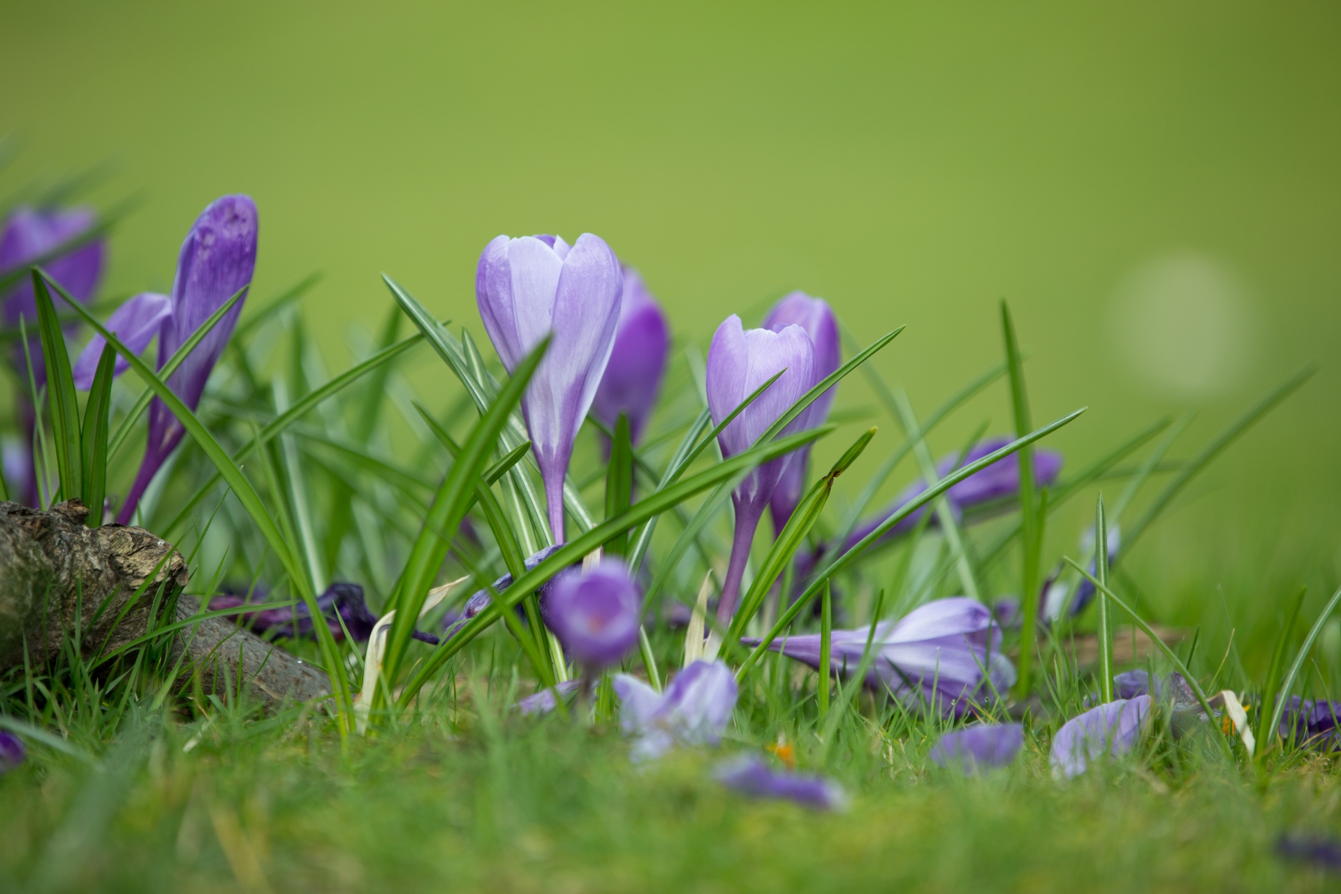 flower flowers love free photo