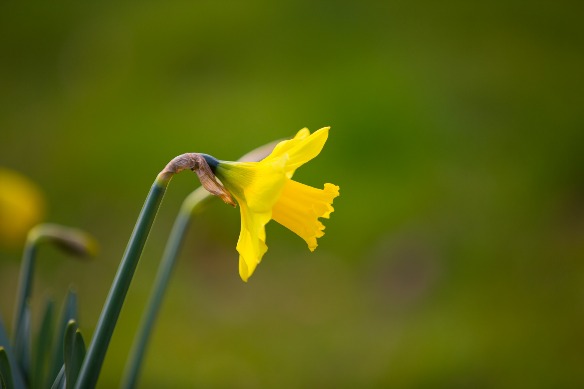 flower flowers love free photo