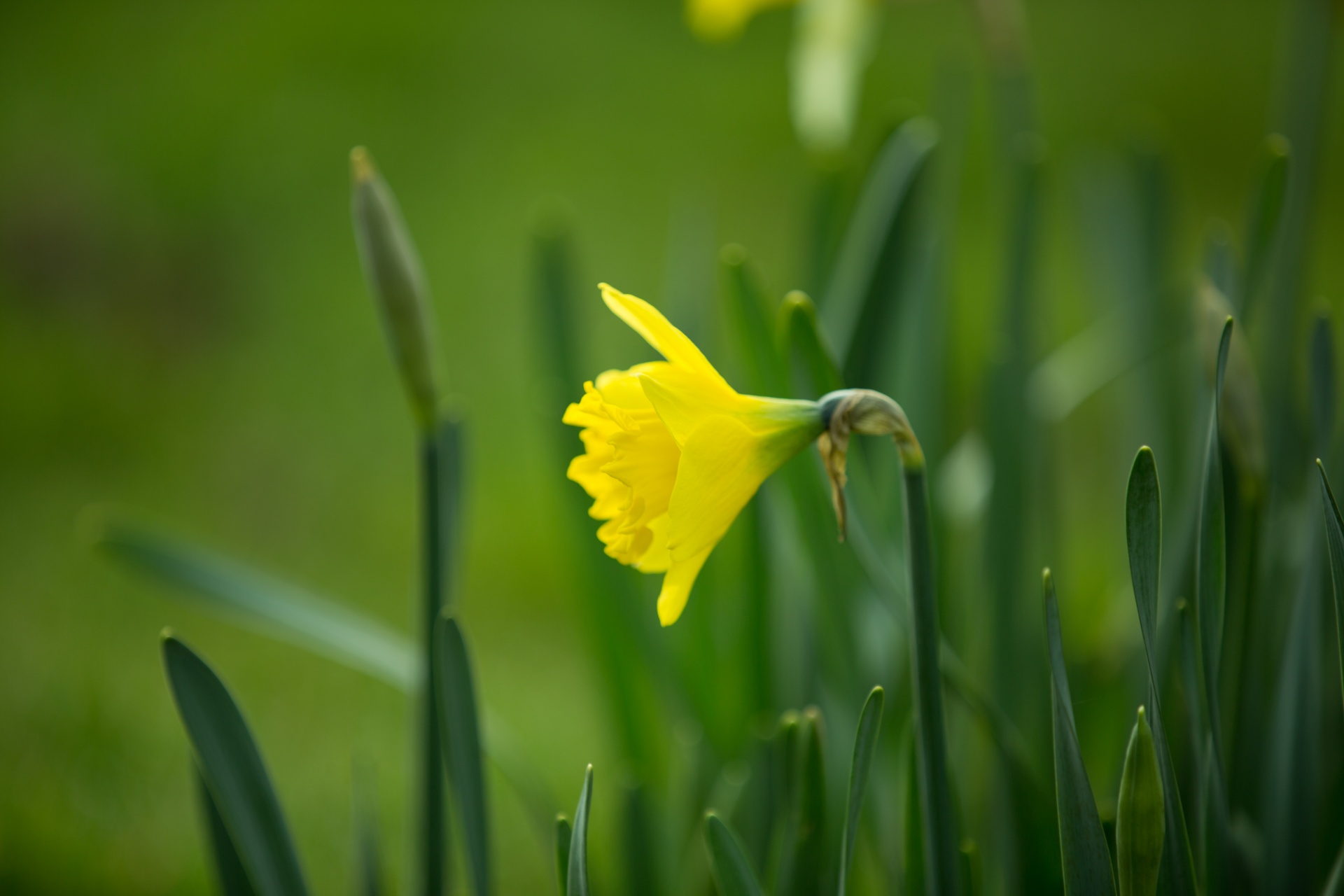 flower flowers love free photo