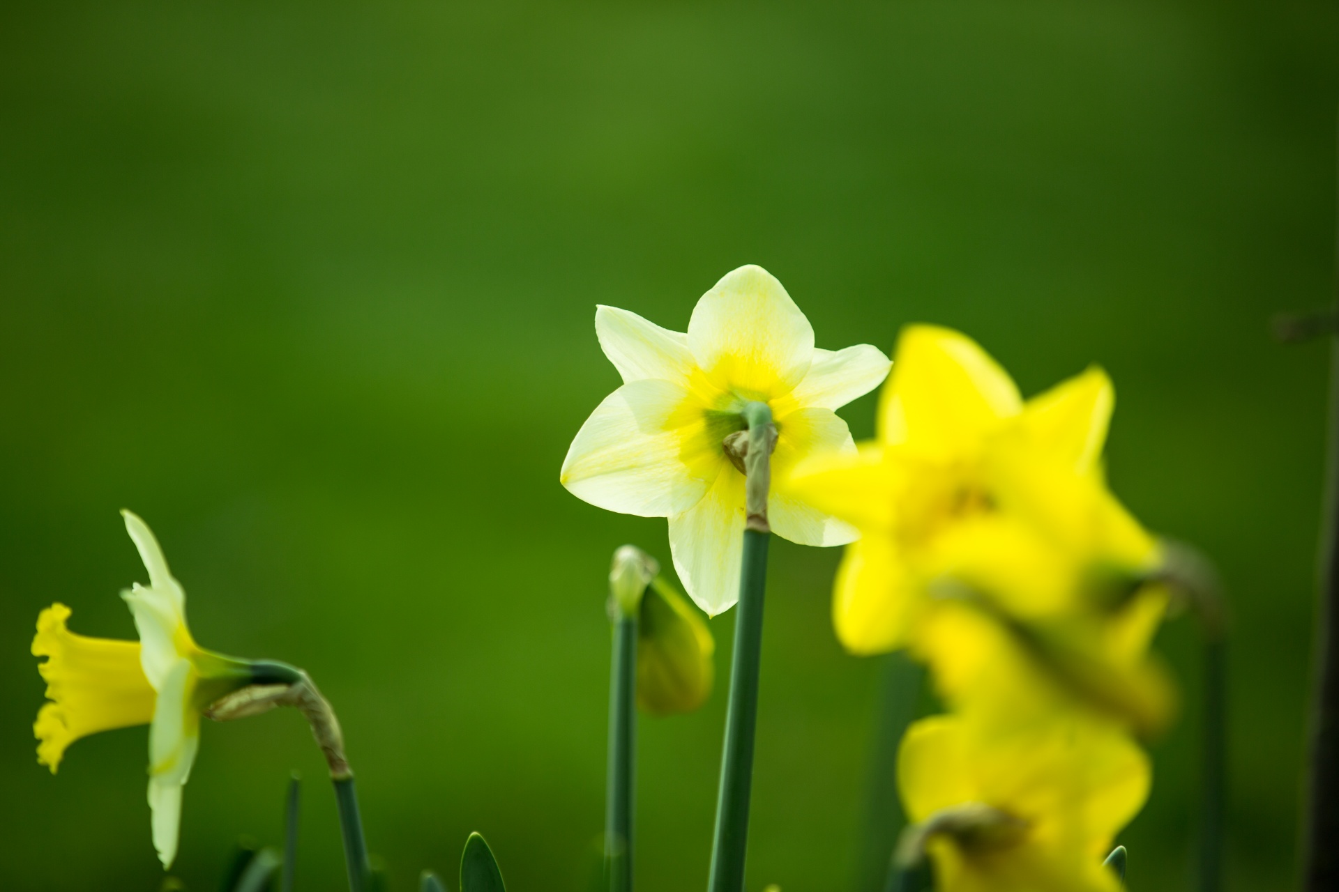 flower flowers love free photo