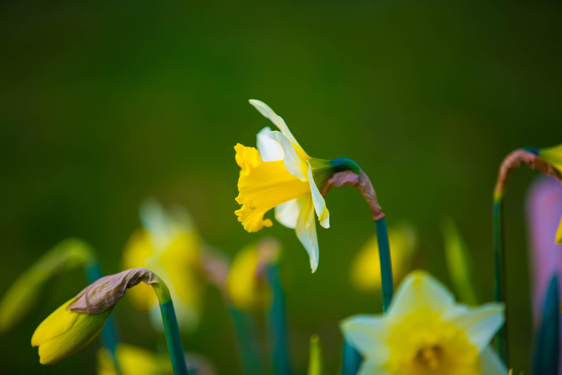 flower flowers love free photo