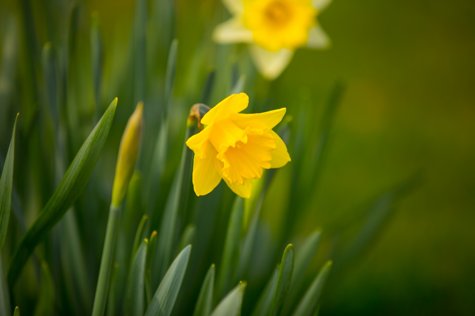 flower flowers love free photo