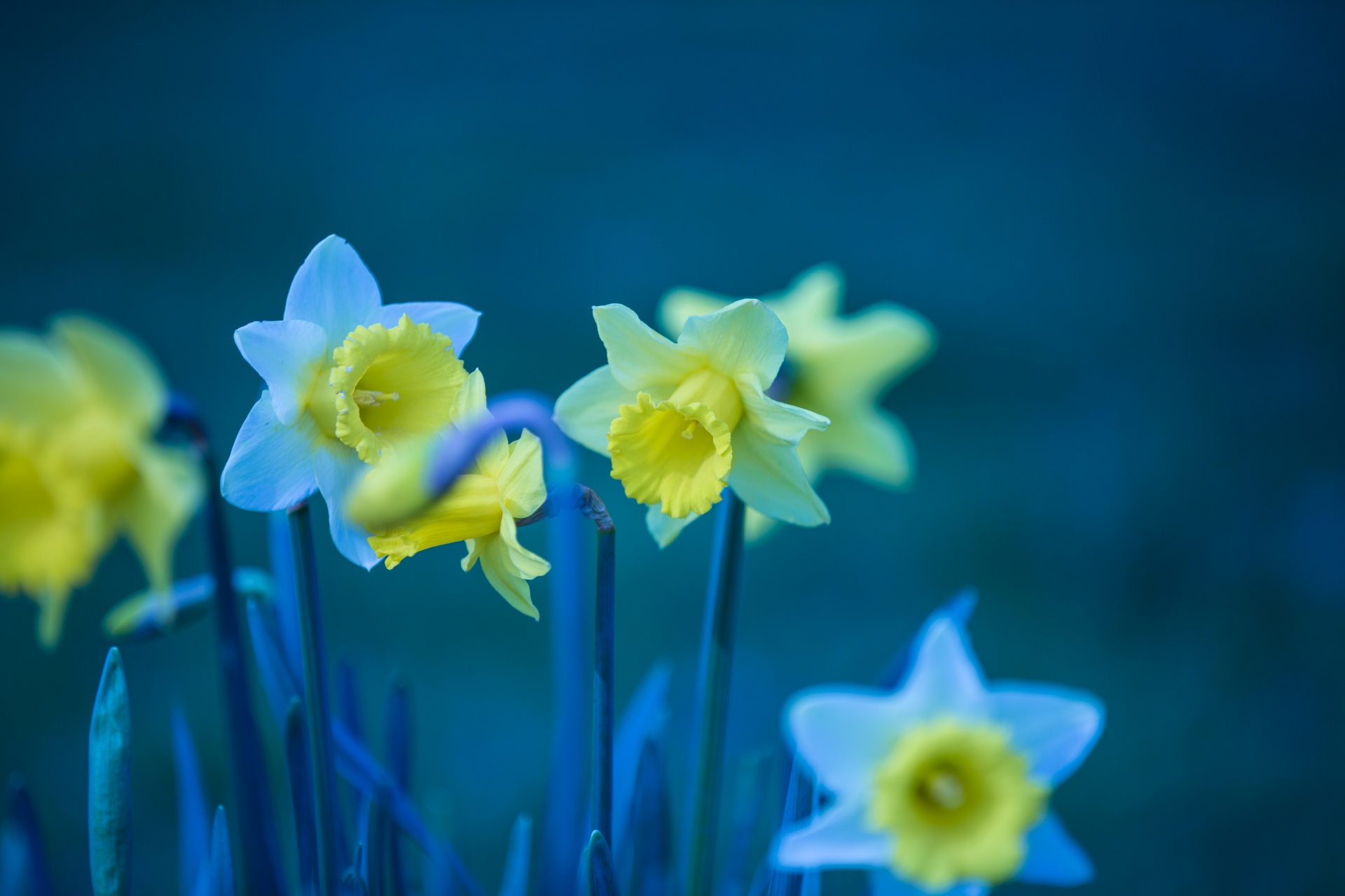 flower flowers love free photo