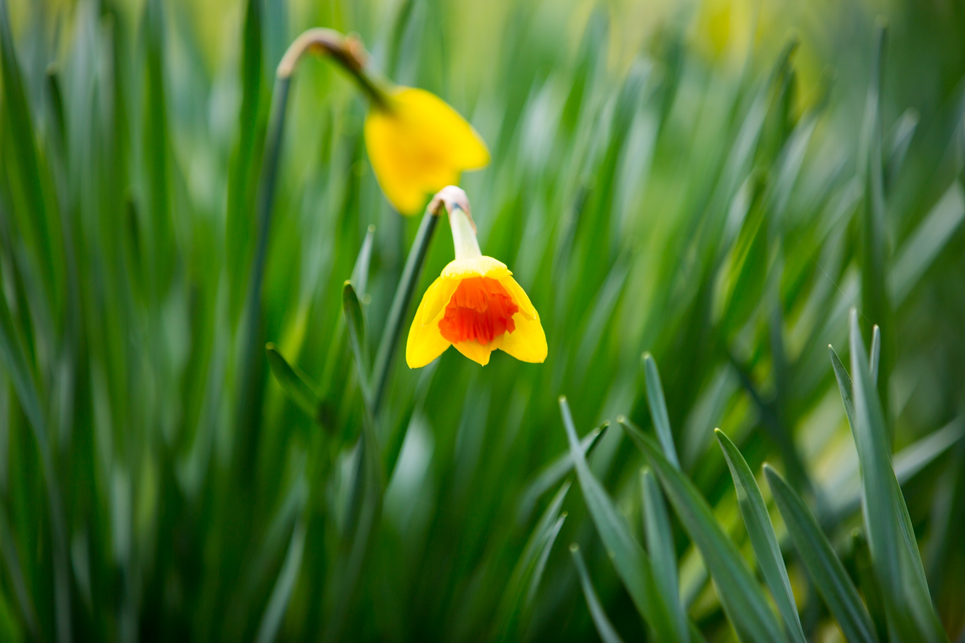 flower flowers love free photo