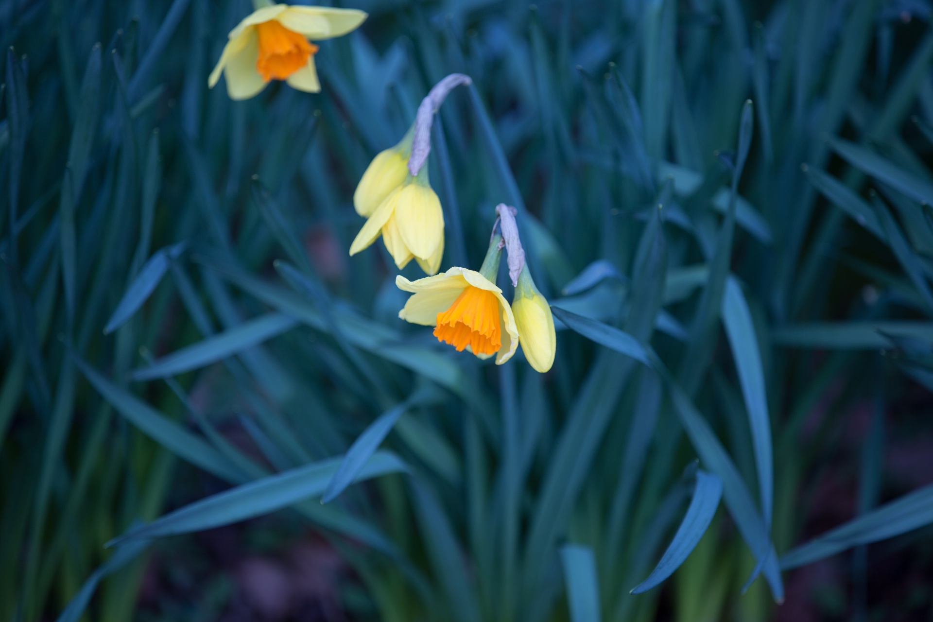 flower flowers love free photo