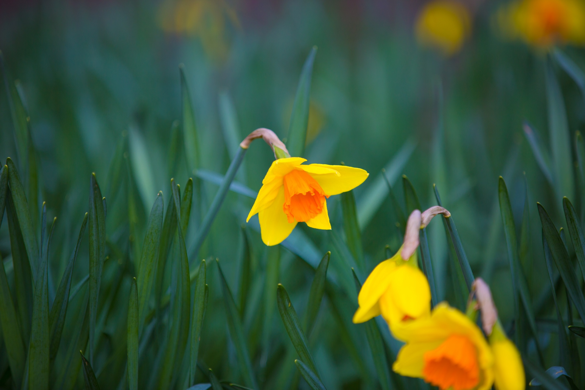 flower flowers love free photo