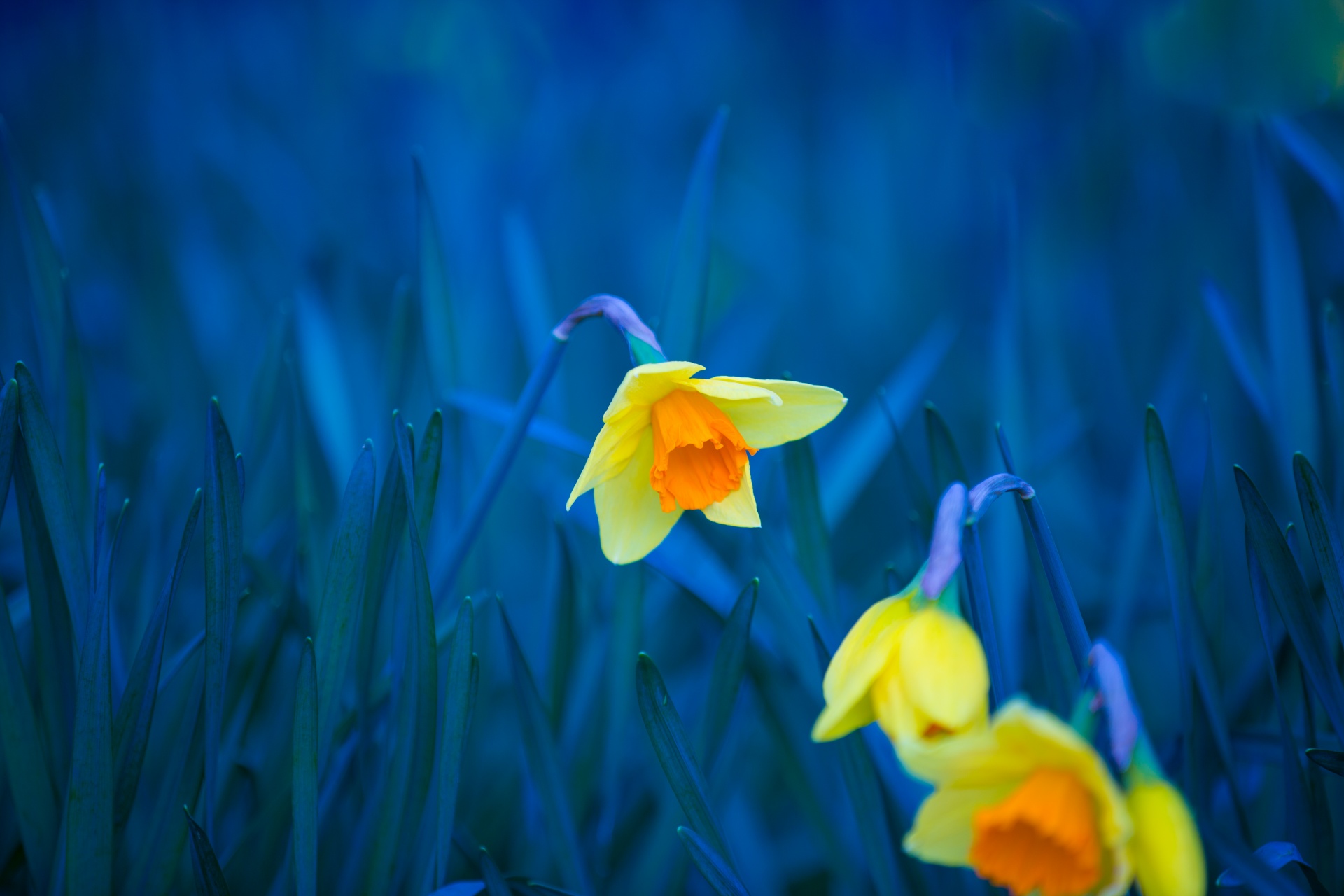 flower flowers love free photo