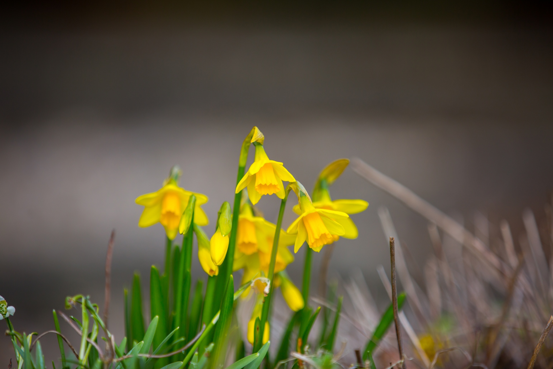 flower flowers love free photo