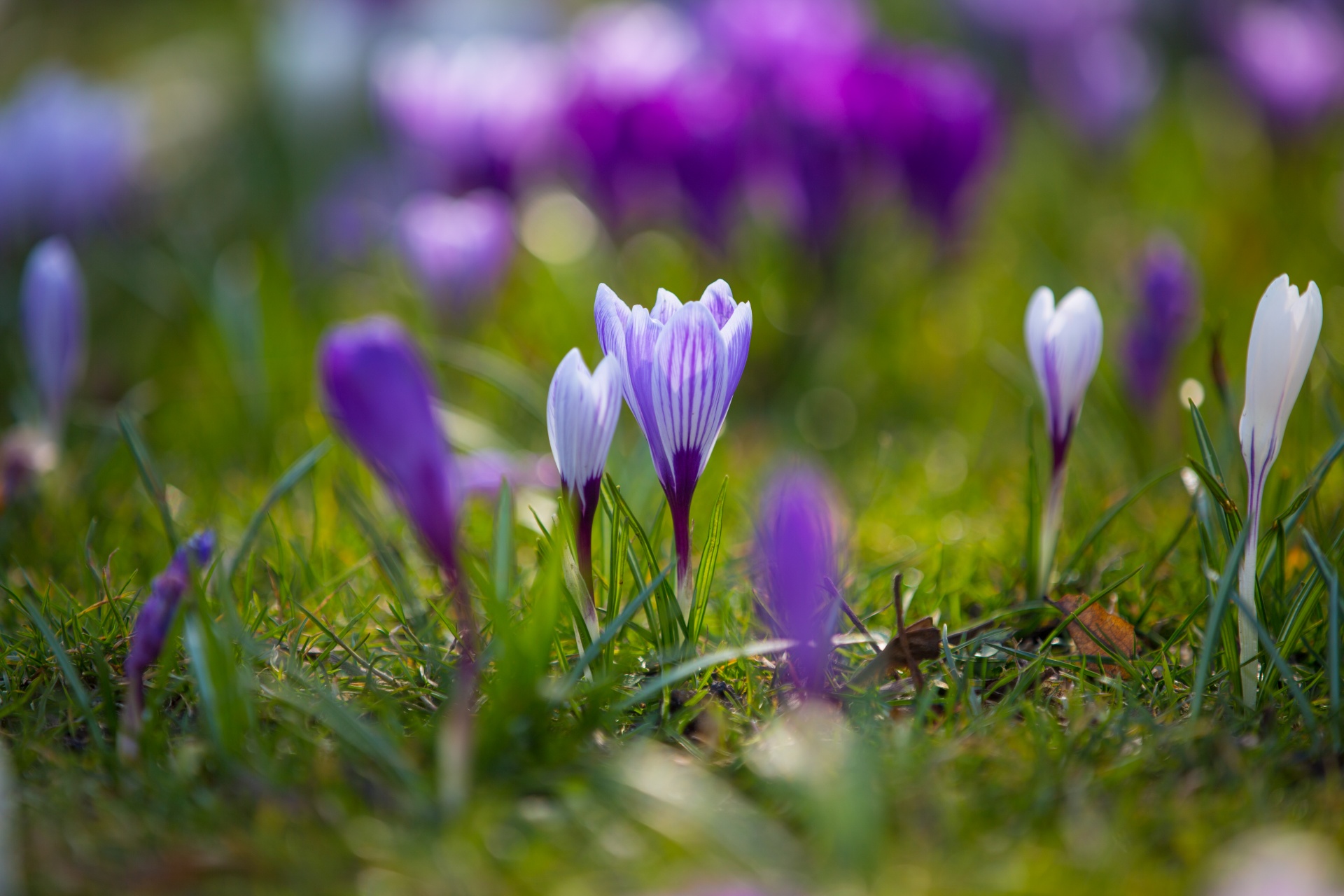 flower flowers love free photo