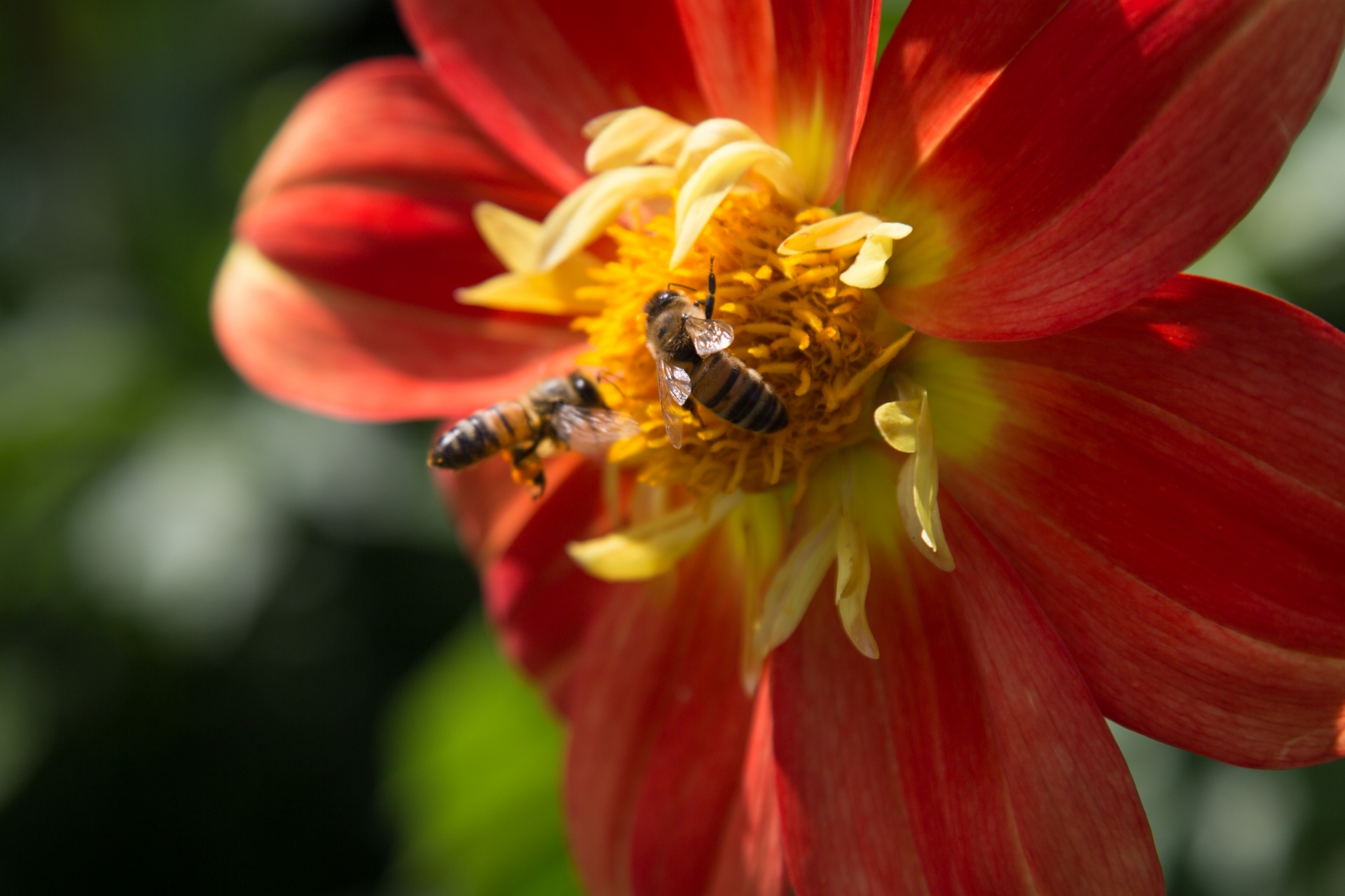 flower flowers love free photo