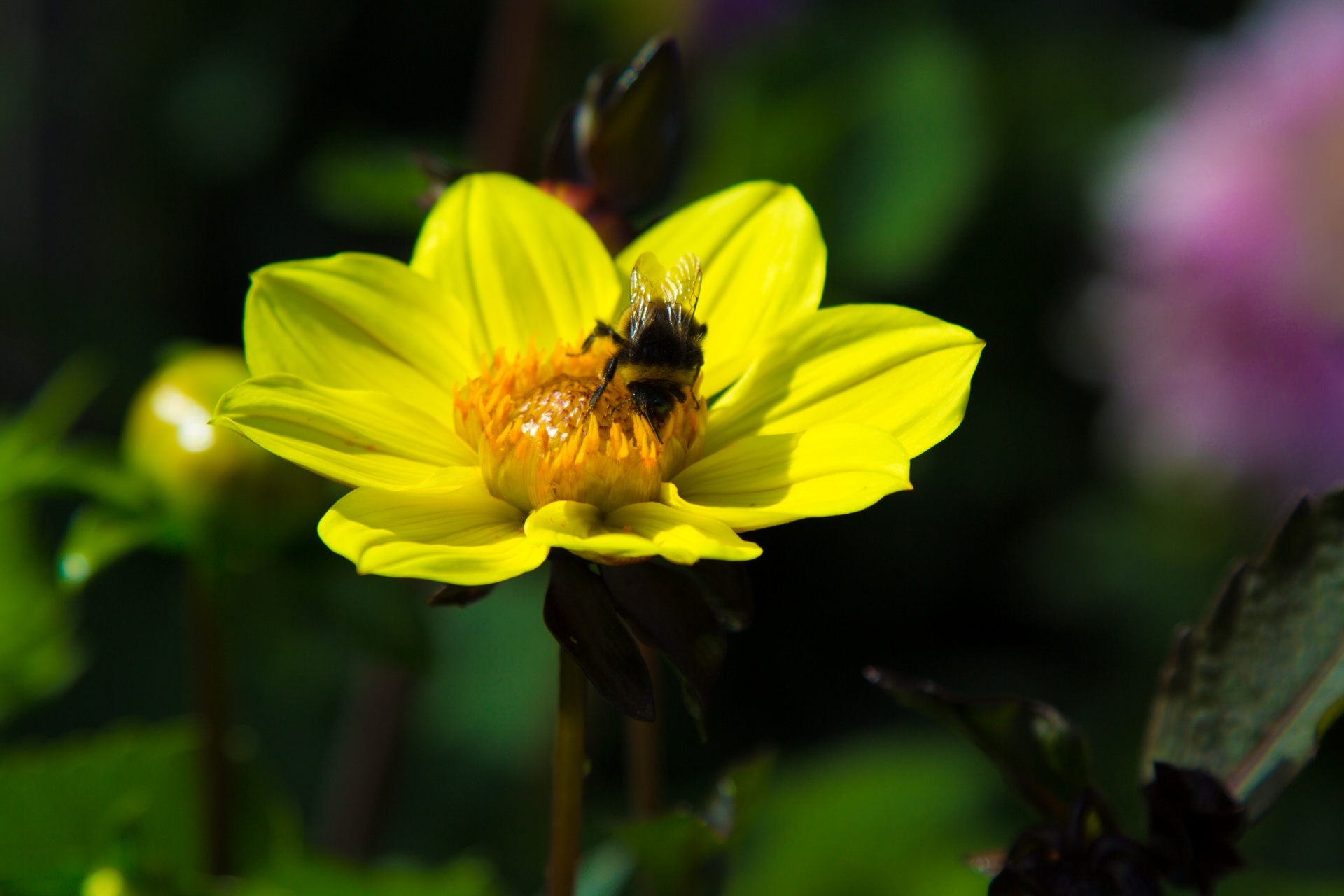 flower flowers love free photo