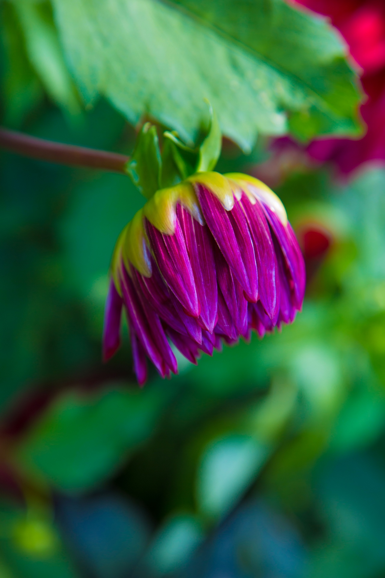 flower flowers love free photo