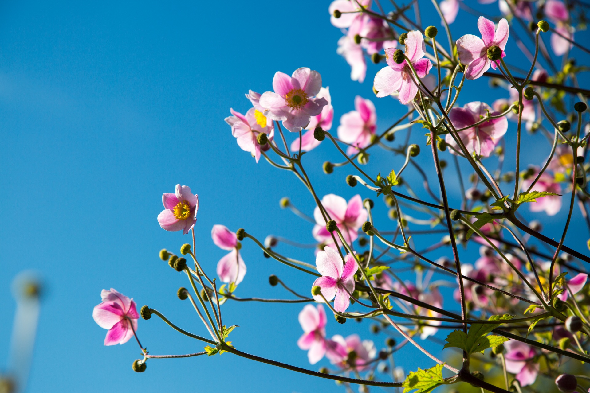 flower flowers love free photo