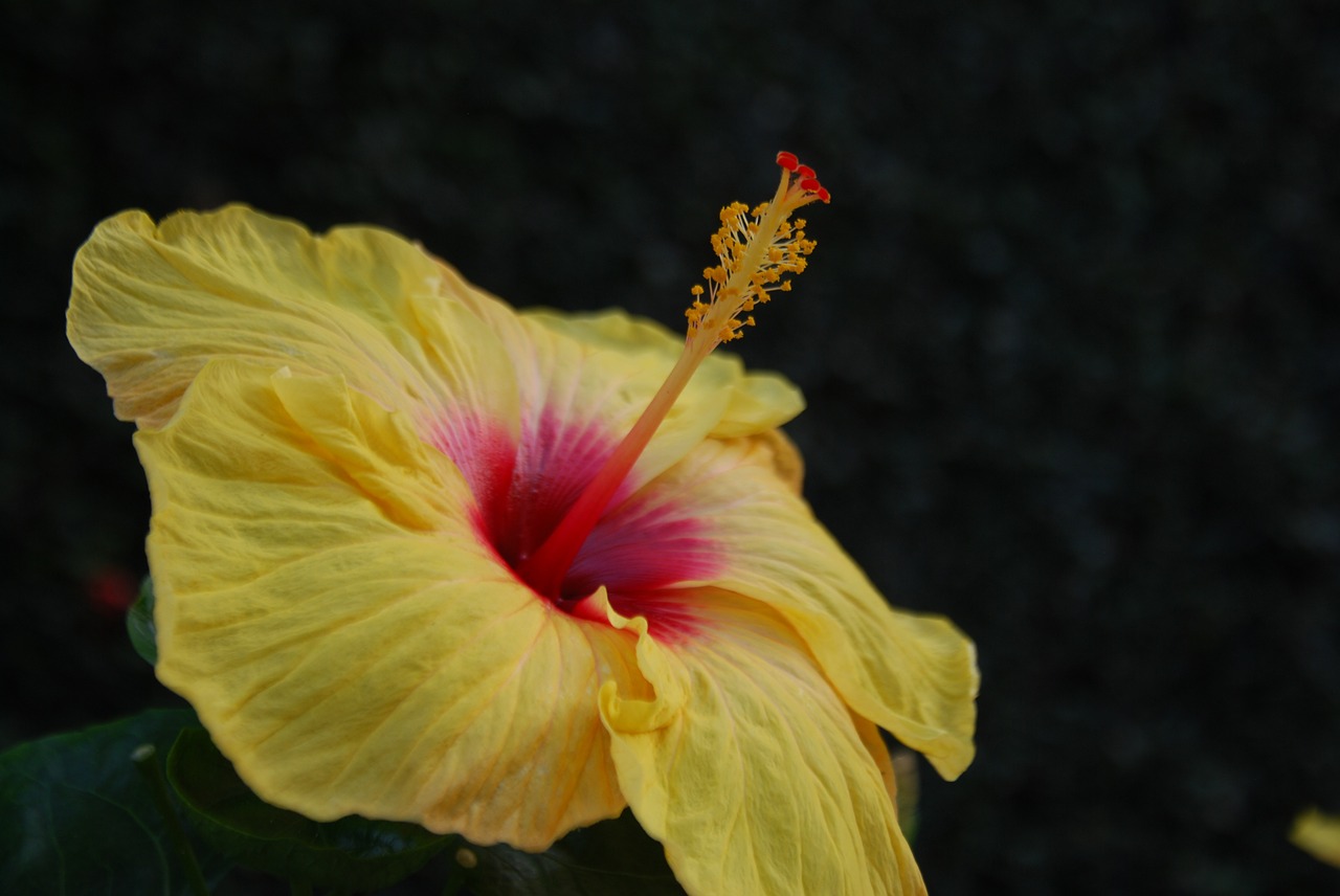 flower yellow garden free photo