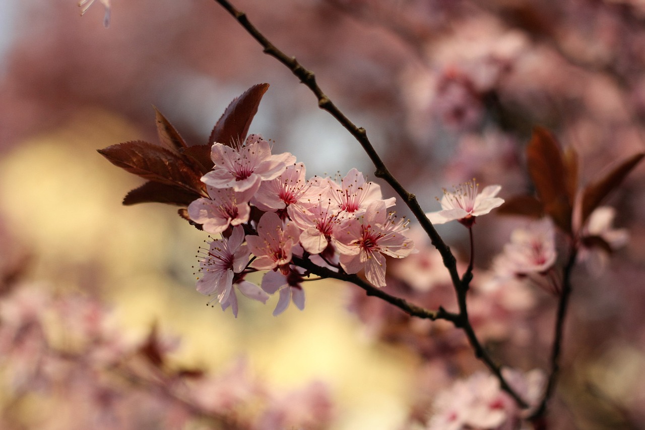 flower tree nature free photo