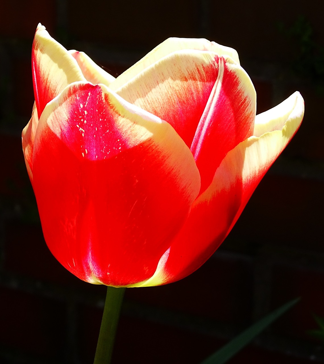 flower tulip blossom free photo