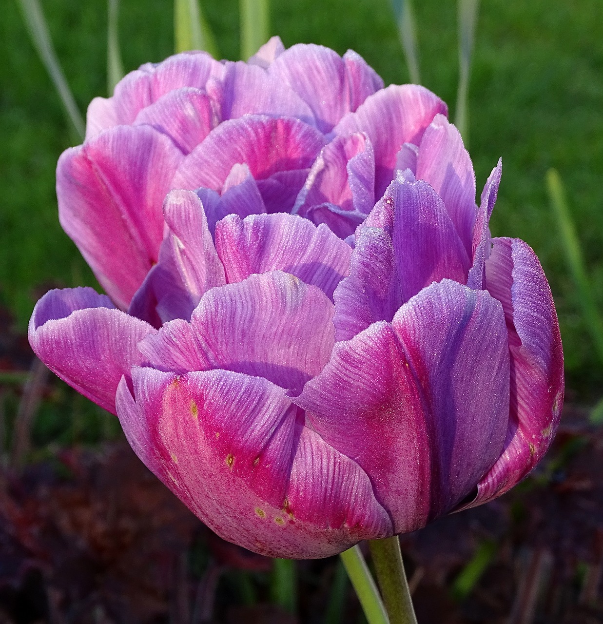 flower tulip blossom free photo