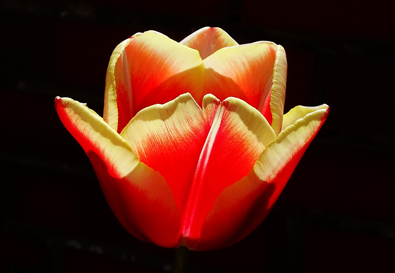 flower tulip blossom free photo