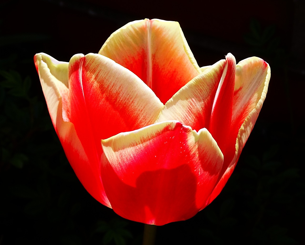 flower tulip blossom free photo