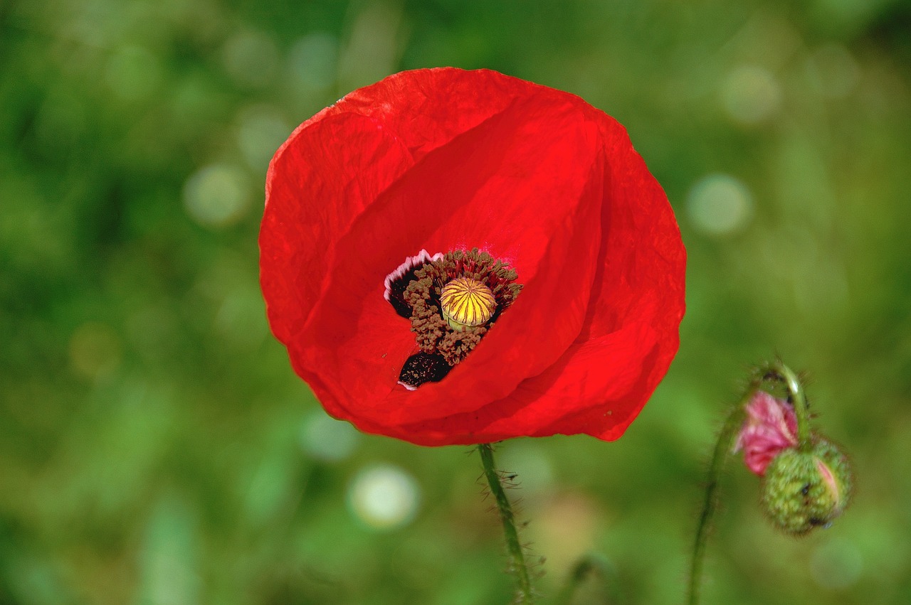 flower garden red free photo