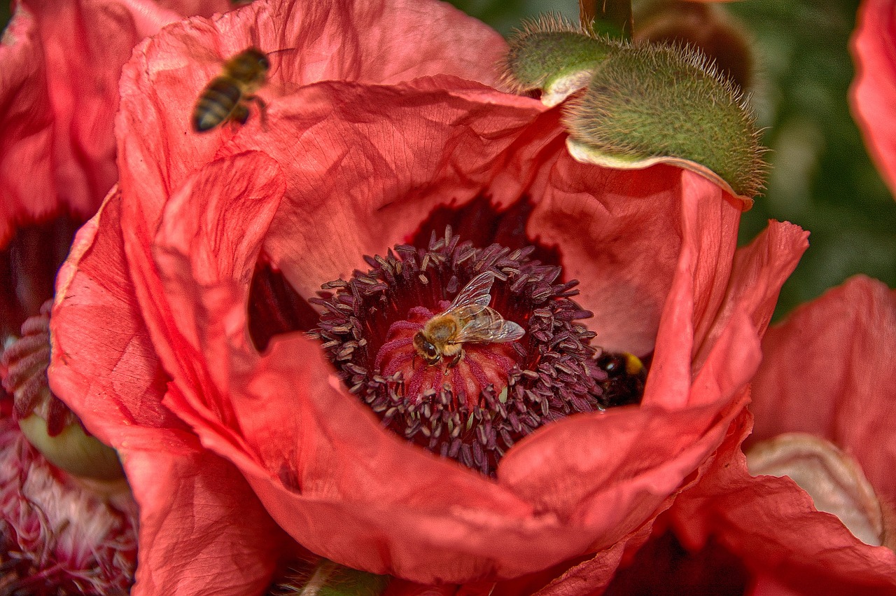 flower bee nature free photo