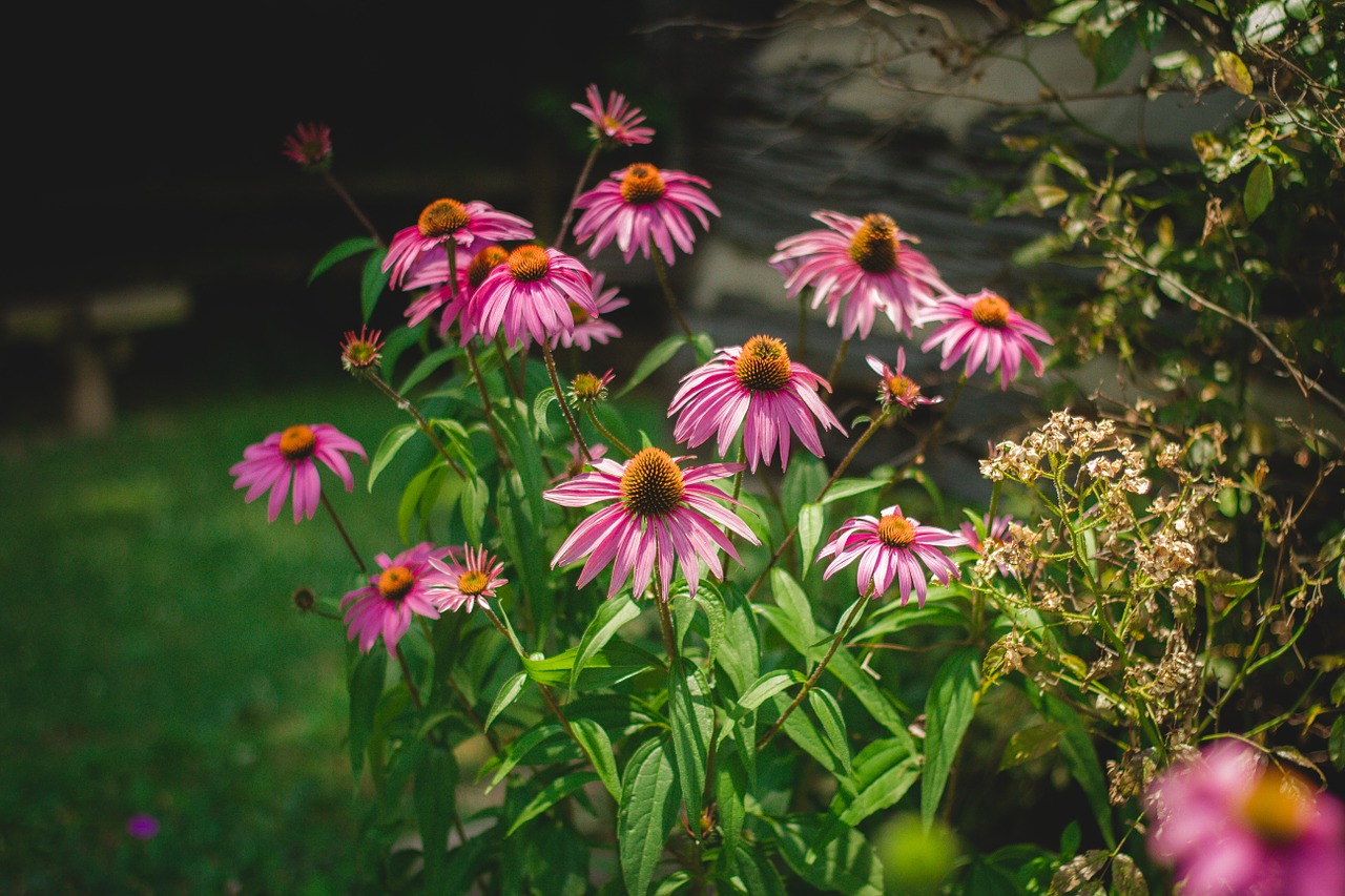 flower garden green free photo