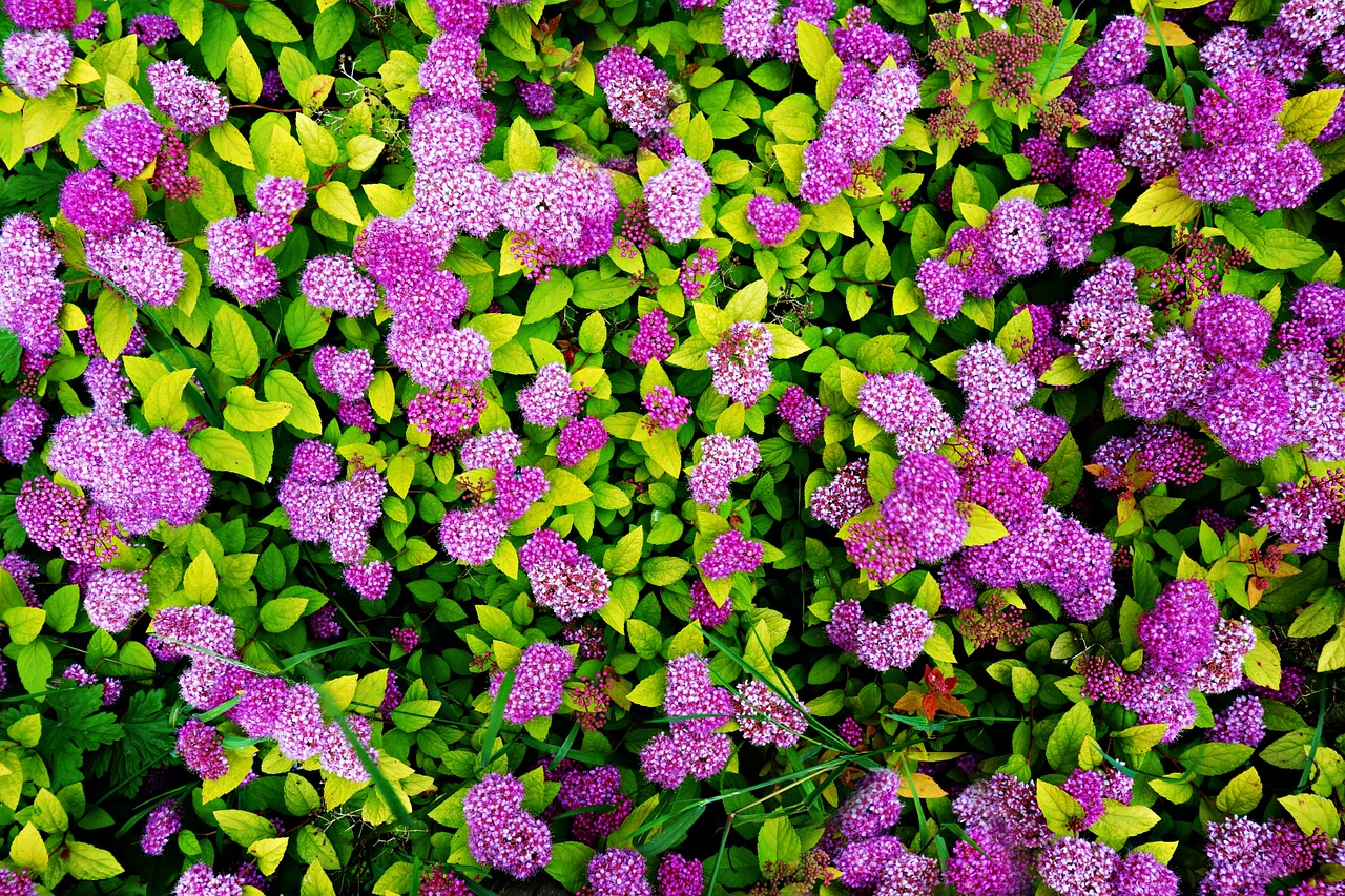 sedum flower purple free photo