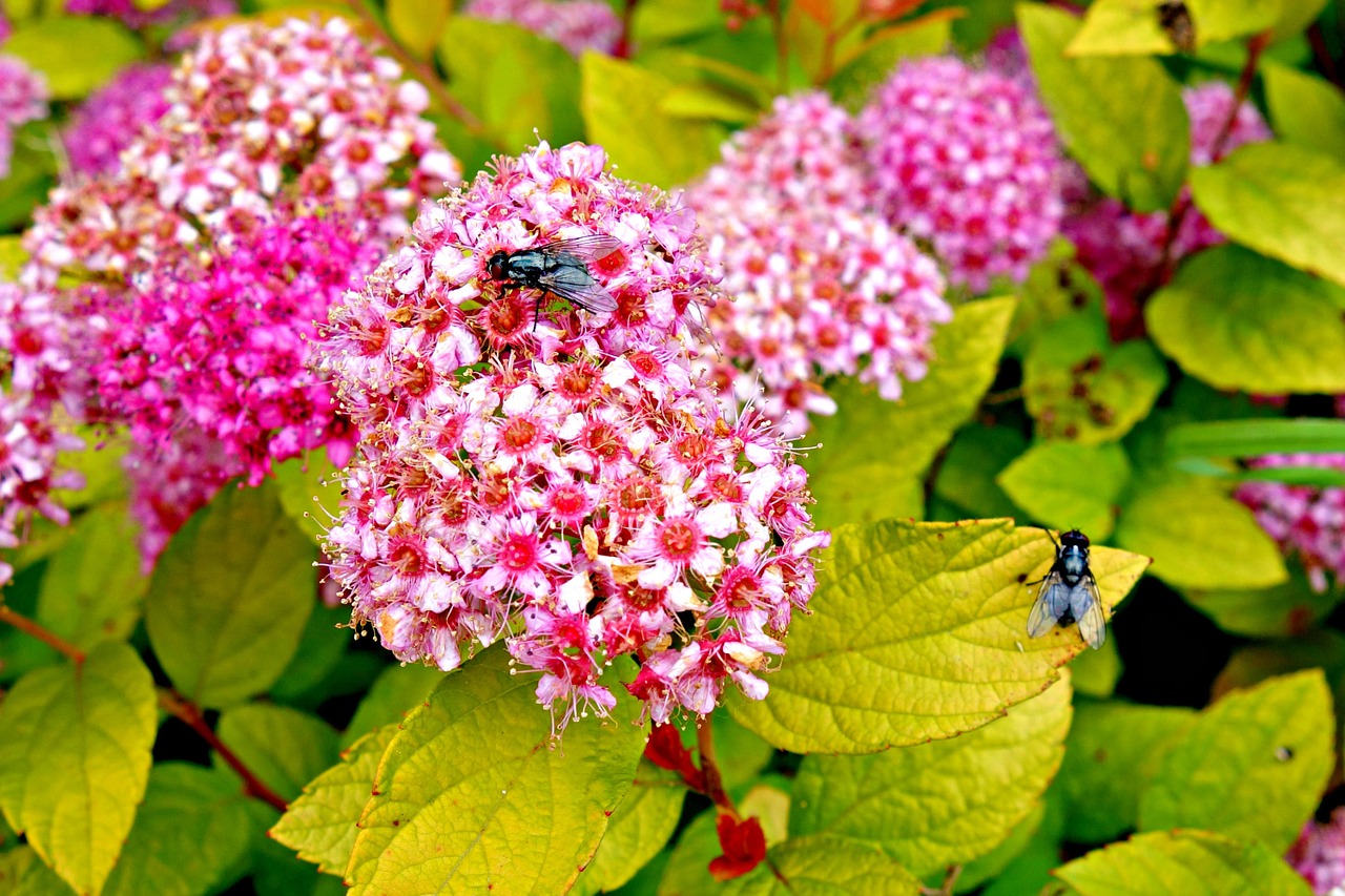 sedum flower pink free photo