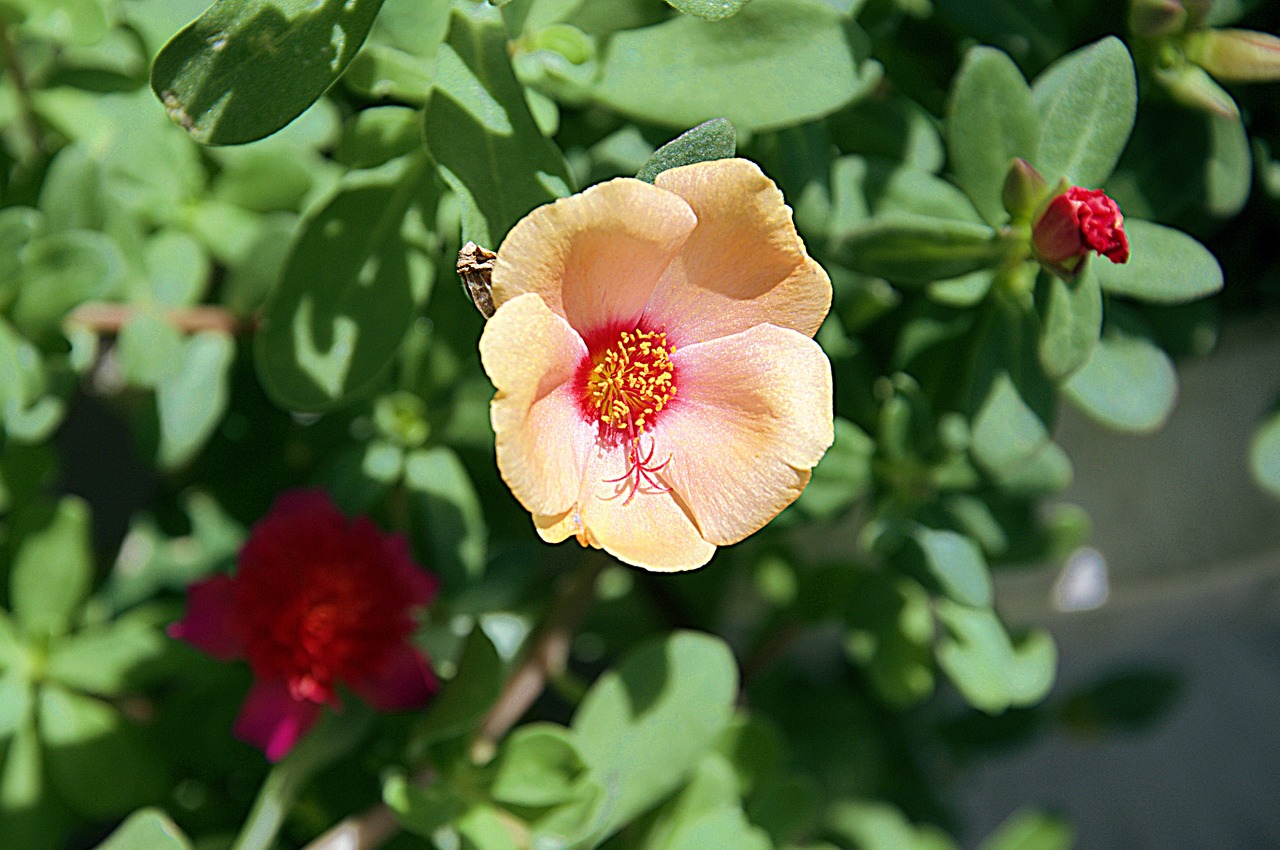 flower macro garden free photo