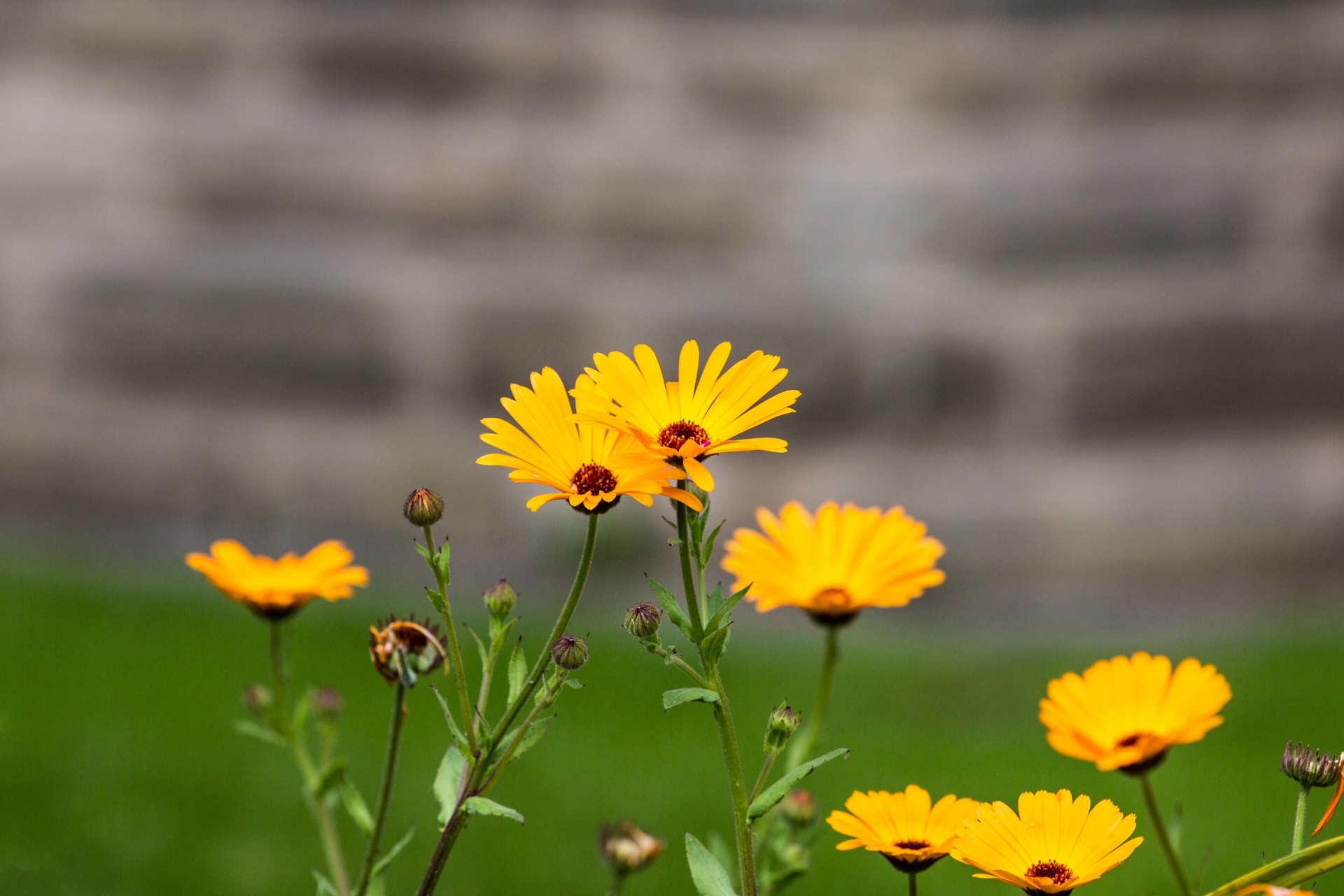 flower flowers love free photo