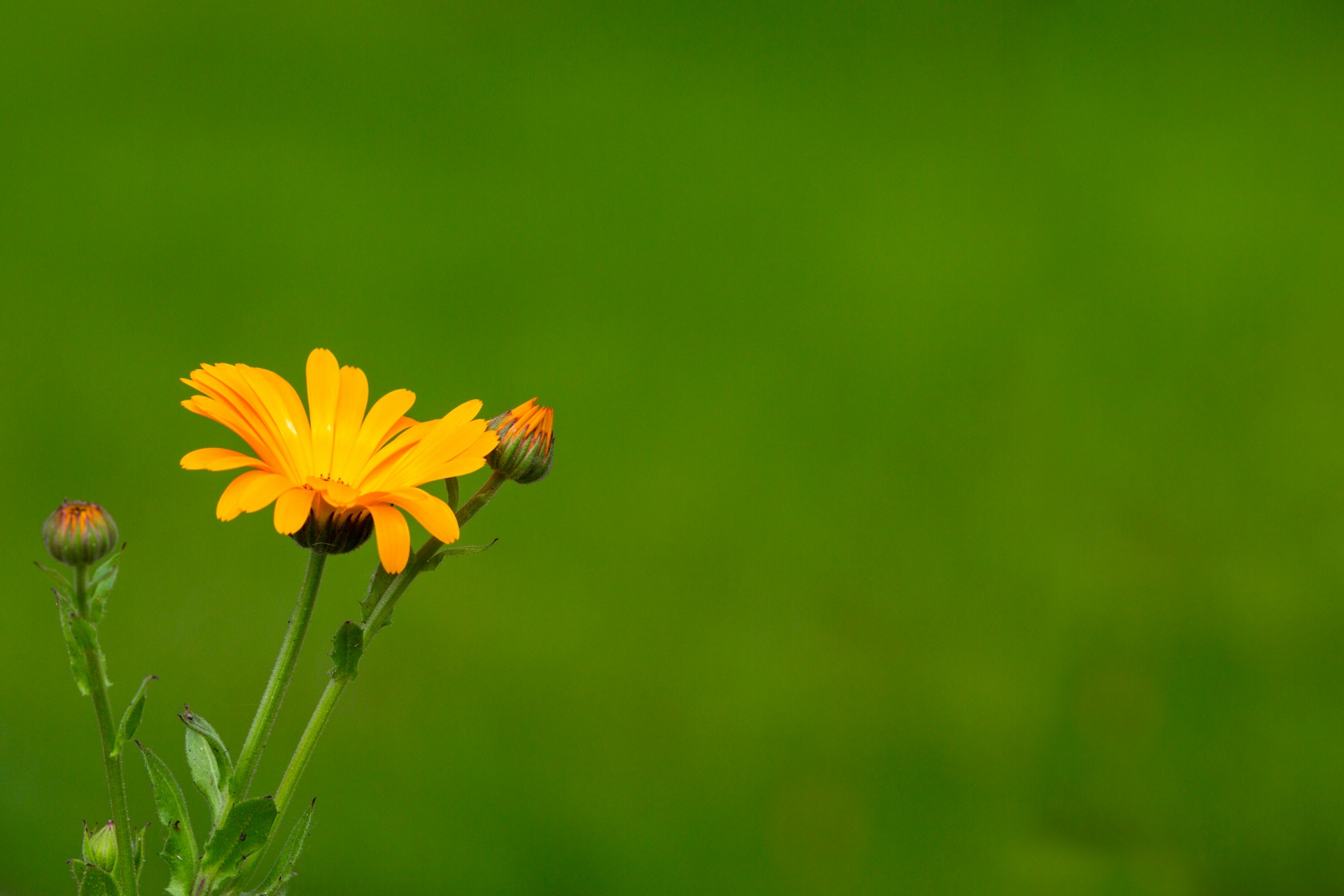 flower flowers love free photo