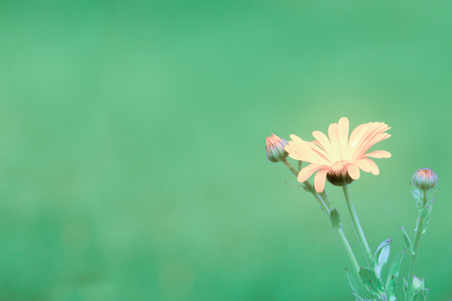 flower flowers love free photo