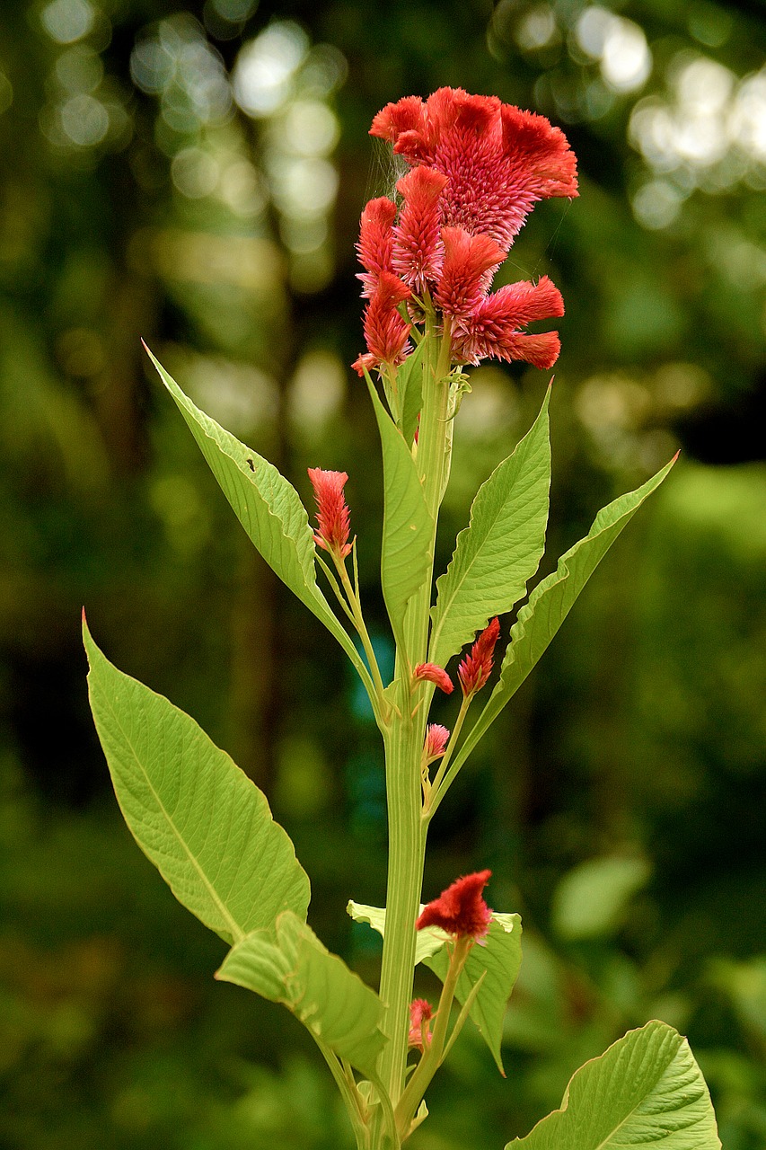 flower nature flowers free photo