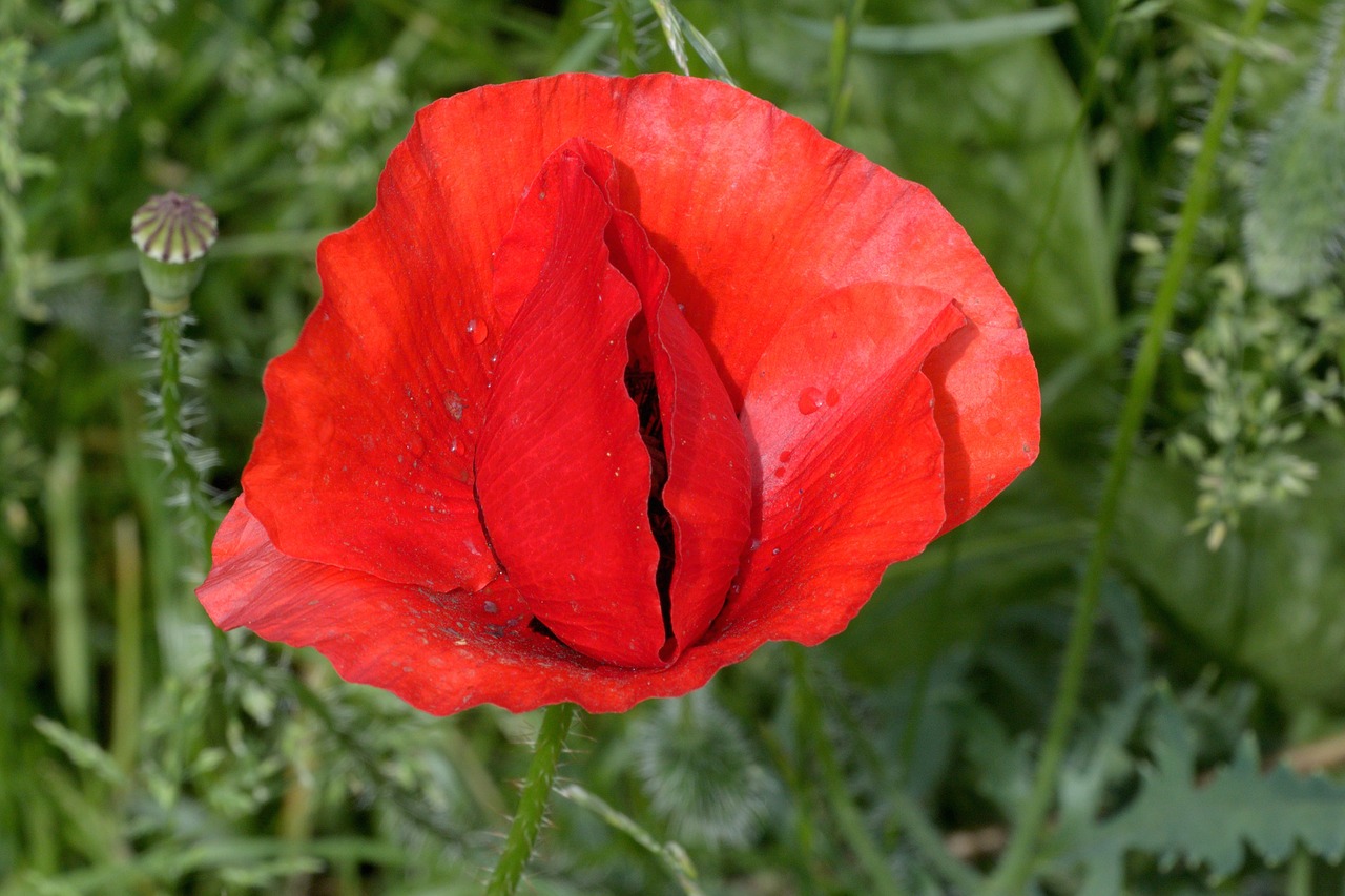 flower poppy klatschmohn free photo