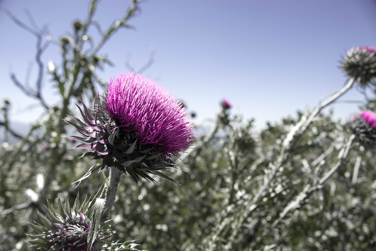 thistle blossom flower free photo