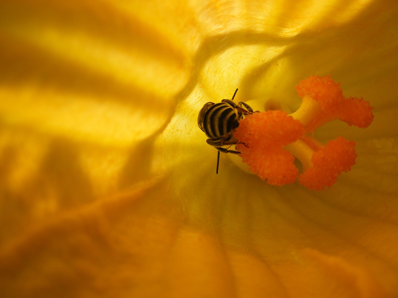 flower insect bee free photo