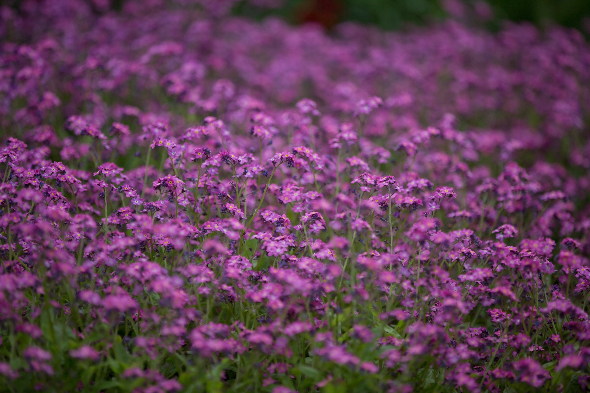 flower flowers love free photo