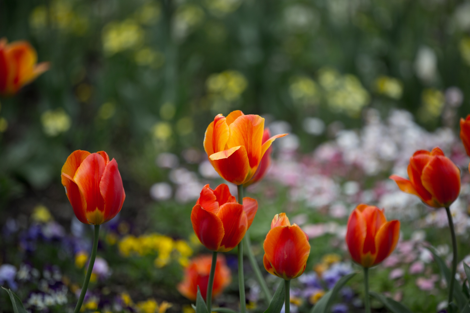 flower flowers love free photo