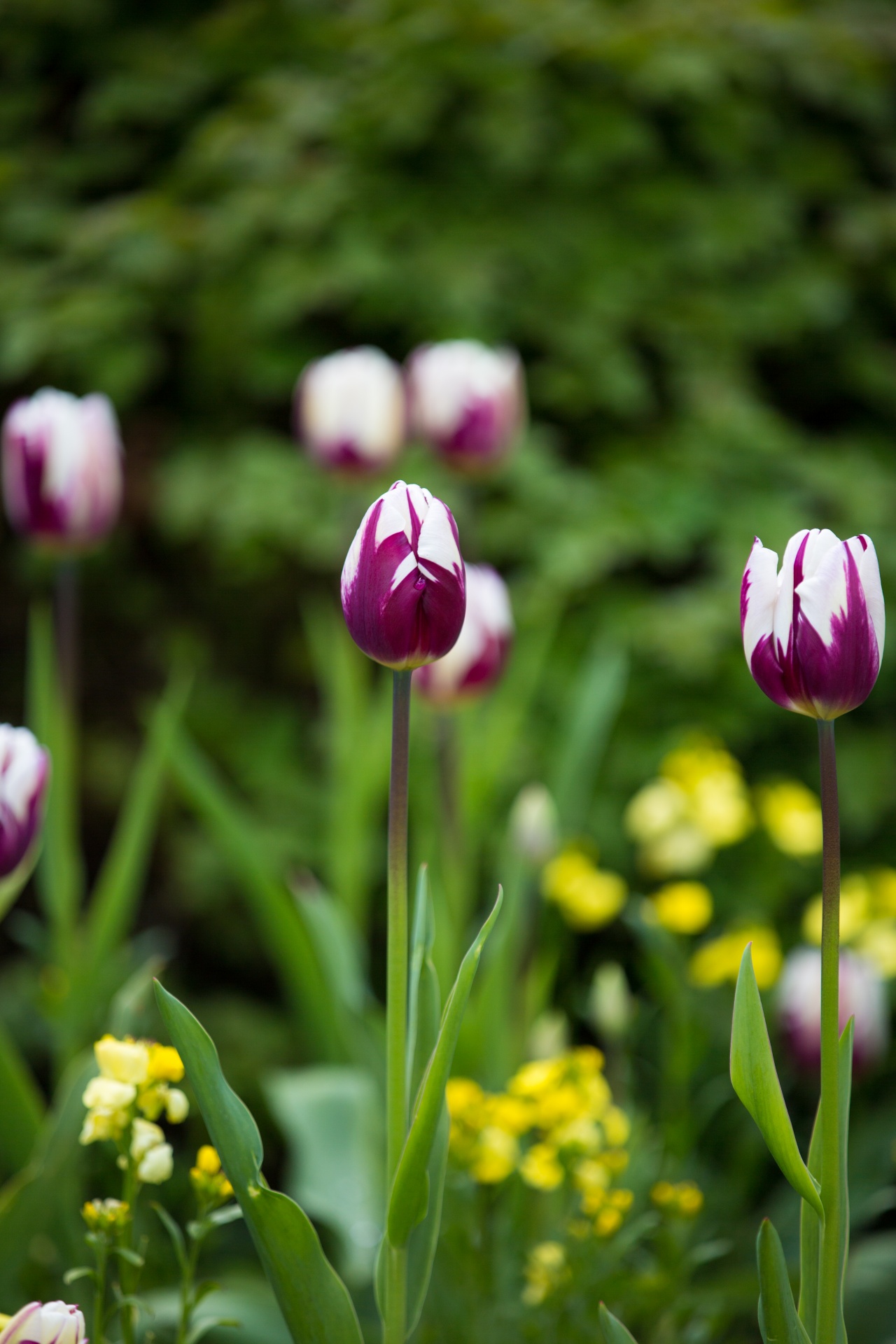 flower flowers love free photo