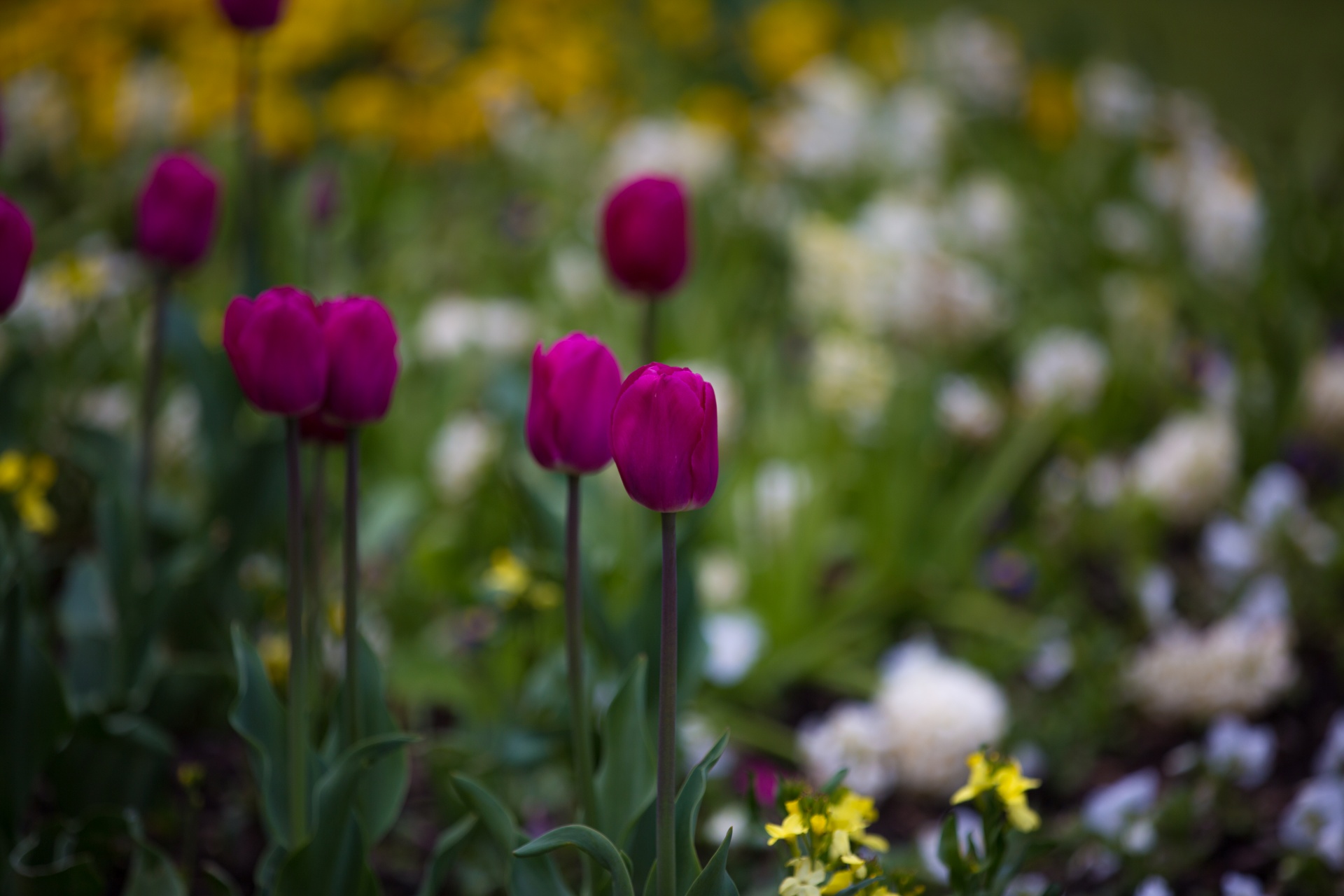 flower flowers love free photo