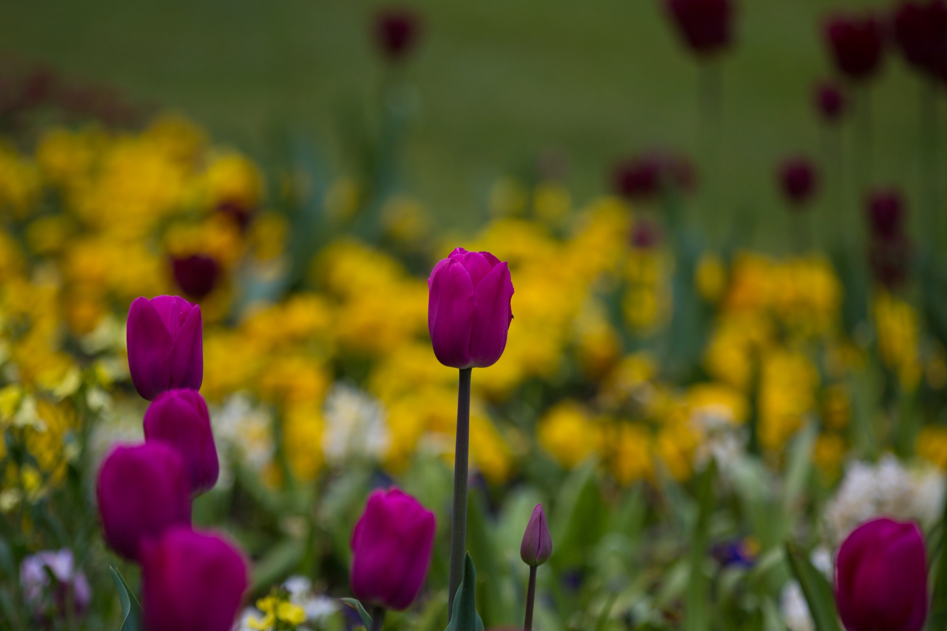 flower flowers love free photo